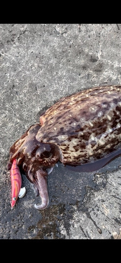 カミナリイカの釣果