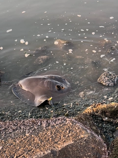 アカエイの釣果