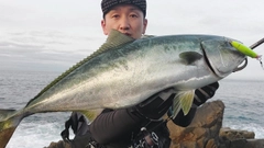 ハマチの釣果