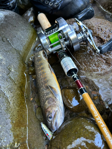 イワナの釣果