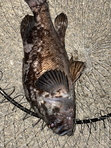 クロソイの釣果