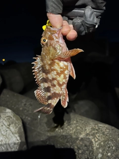 カサゴの釣果