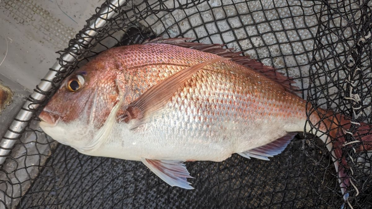 🎣みやもん🎣さんの釣果 3枚目の画像