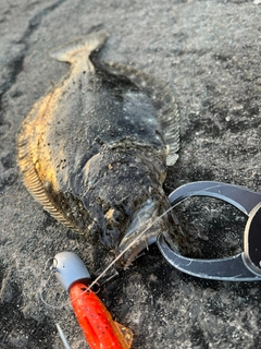 ヒラメの釣果