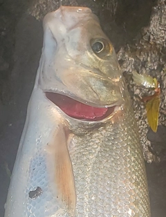 ウグイの釣果