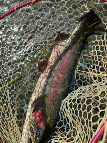 ニジマスの釣果