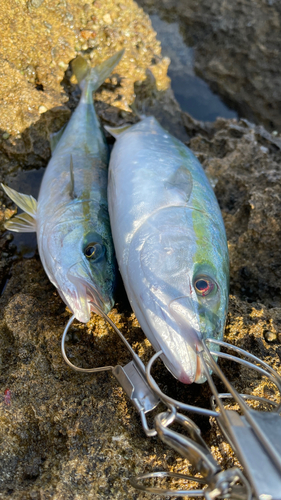 イナダの釣果