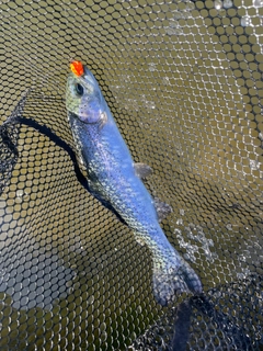 ニジマスの釣果