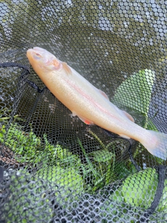 アルビノニジマスの釣果