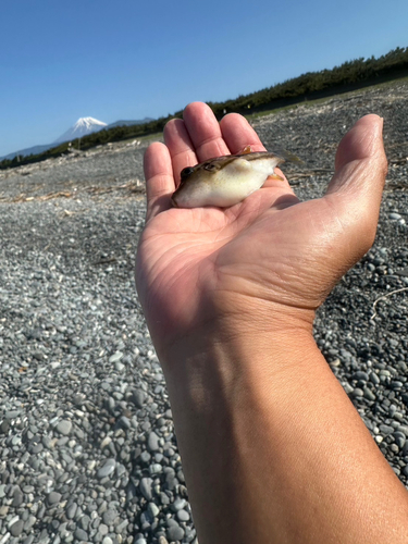 キタマクラの釣果