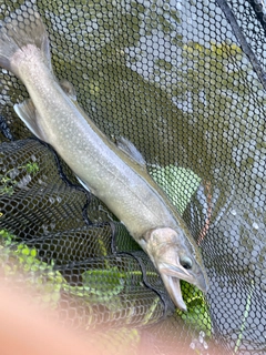 イワナの釣果