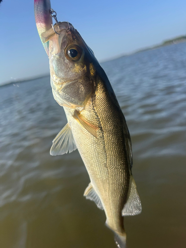 スズキの釣果