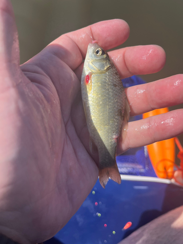 フナの釣果