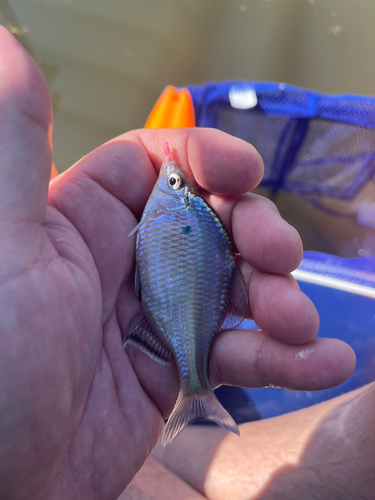 タナゴの釣果