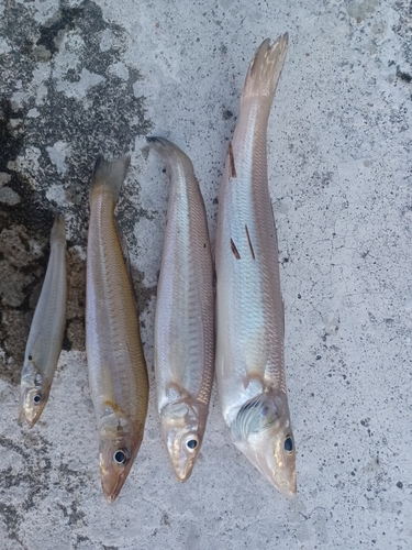 キスの釣果