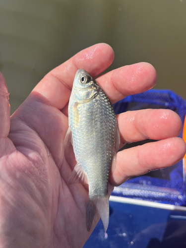 フナの釣果