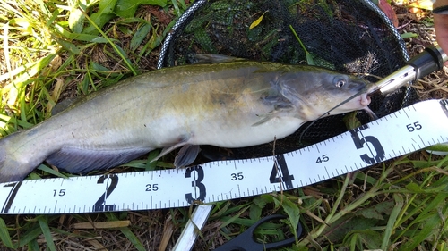 アメリカナマズの釣果