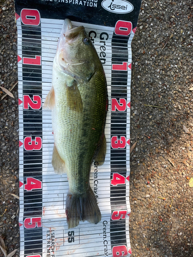 ブラックバスの釣果