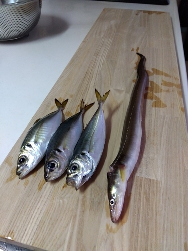 アジの釣果