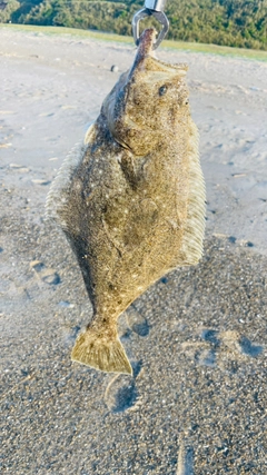 ヒラメの釣果