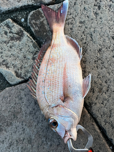 マダイの釣果