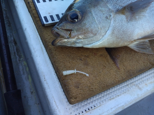 イサキの釣果