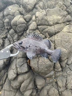 ムラソイの釣果