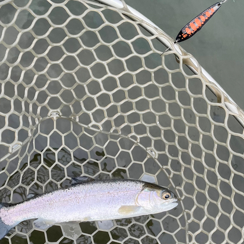 ニジマスの釣果