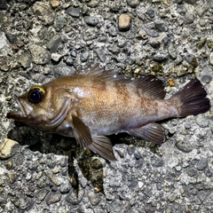 メバルの釣果