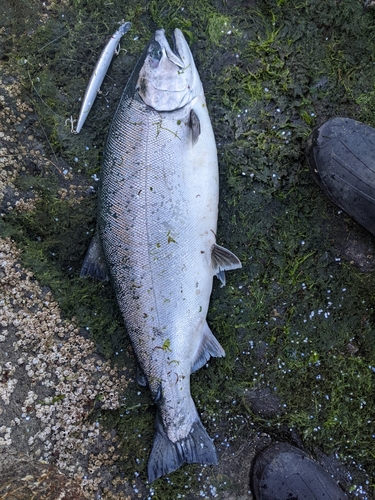 サクラマスの釣果