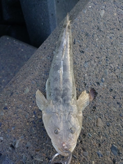 マゴチの釣果