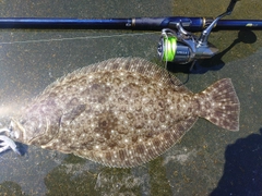 ヒラメの釣果