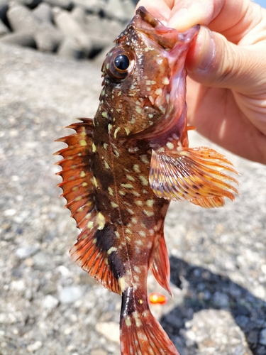 カサゴの釣果