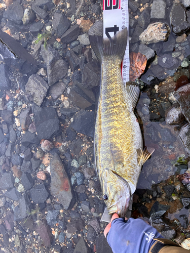 スモールマウスバスの釣果