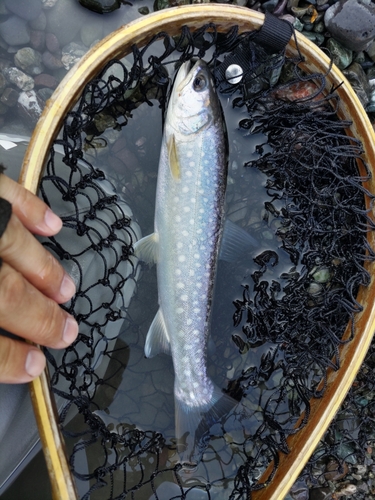 エゾイワナの釣果