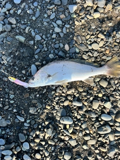 オオニベの釣果