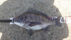 クロダイの釣果