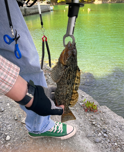 アイナメの釣果