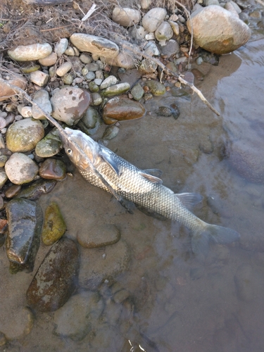 ニゴイの釣果