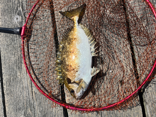 アイゴの釣果