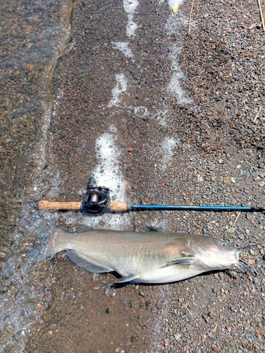 アメリカナマズの釣果