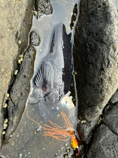 キツネメバルの釣果