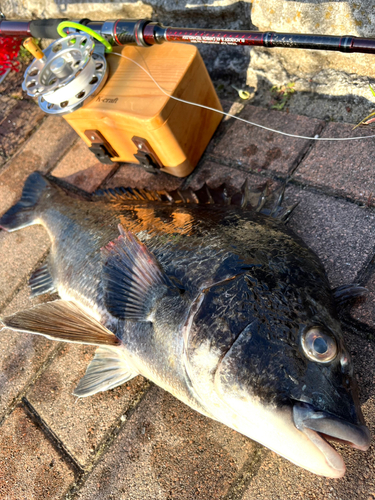 クロダイの釣果