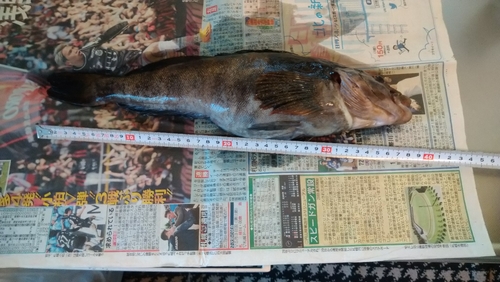 アイナメの釣果