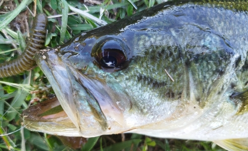 ブラックバスの釣果