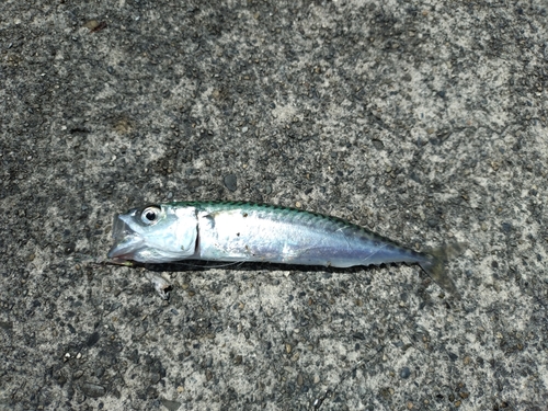 サバの釣果