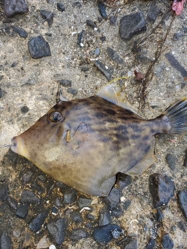 カワハギの釣果