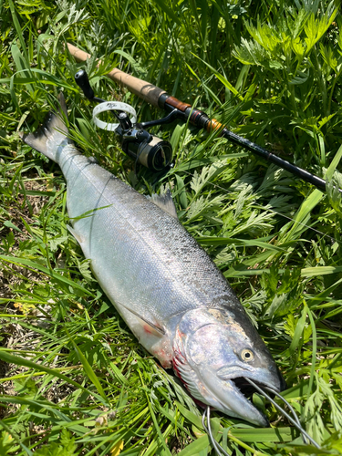 サクラマスの釣果