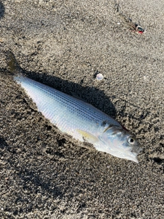 コノシロの釣果