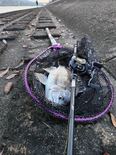 キビレの釣果